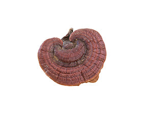 Reishi