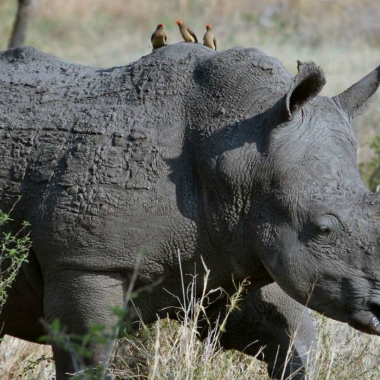 What Do Rhinos and Perfectionism Have to Do with Being a Woman?